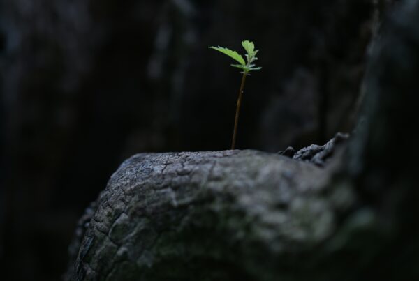 Is It Time to Update Your Will in Singapore? | LP Law Corporation