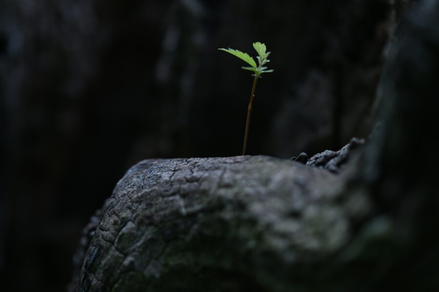 Is It Time to Update Your Will in Singapore? | LP Law Corporation
