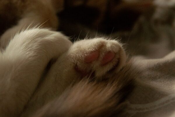 Will for Pets in Singapore | LP Law Corporation