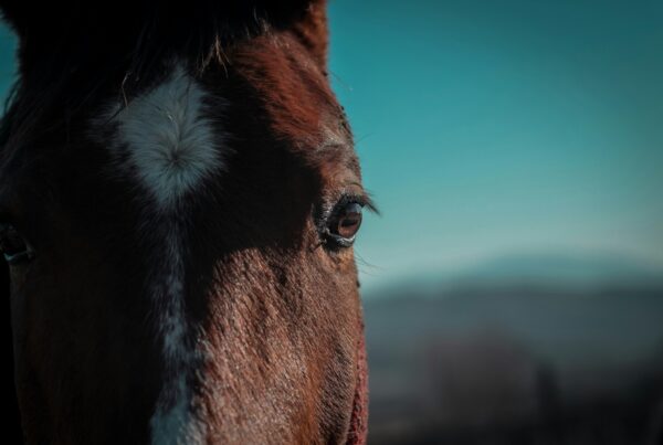 Animal Welfare in Singapore | LP Law Corporation