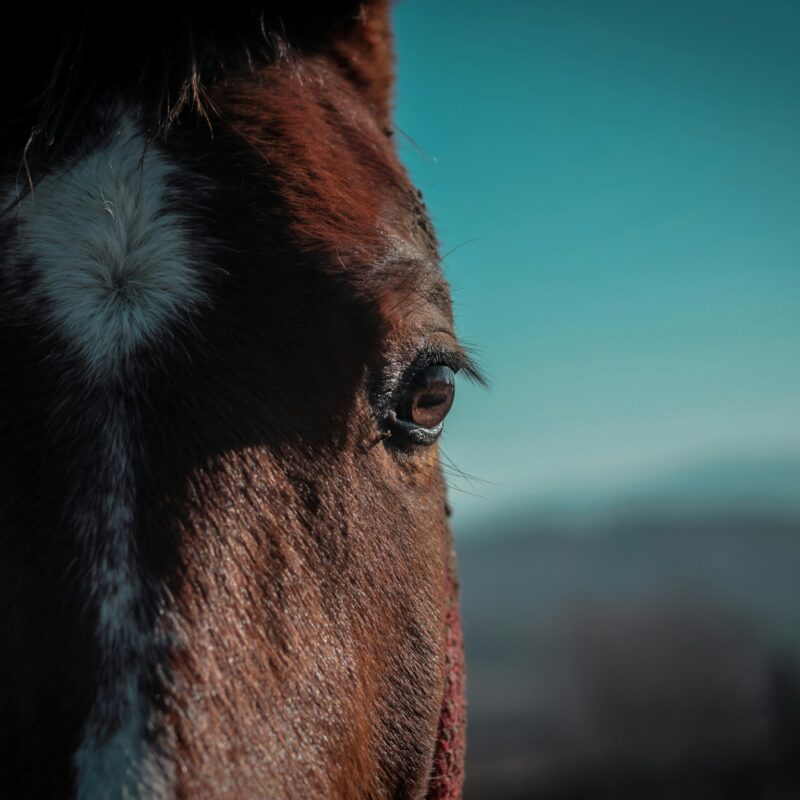 Animal Welfare in Singapore | LP Law Corporation