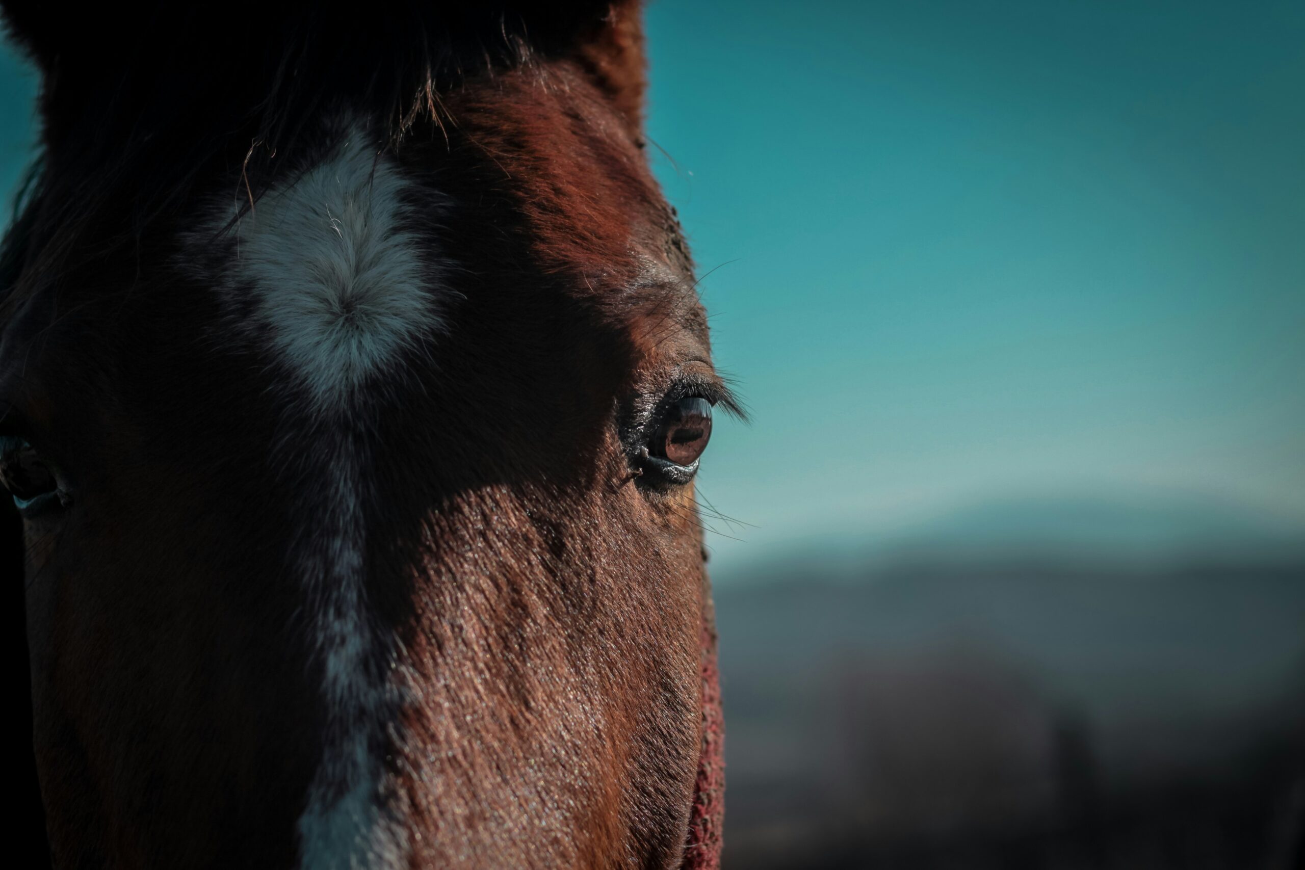 Animal Welfare in Singapore | LP Law Corporation